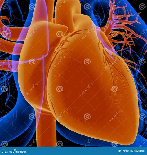 Órgão Que Bombeia O Sangue - O Coração De Ilustração 3d é Um órgão Muscular No Ser Humano Que ...