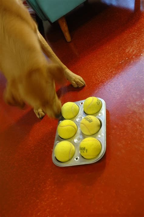 DIY Dog Brain Game | Houston PetTalk