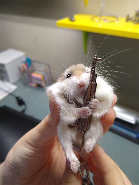 My hamster holding a gun : r/pics