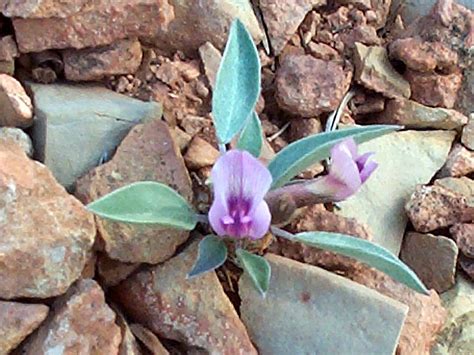 SEINet Portal Network - Astragalus musiniensis