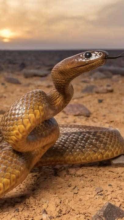 World's most poisonous snake is more venomous than Cobra
