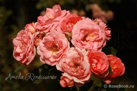 Галерея - Amelia Renaissance (POULen011, Amelia ) - Энциклопедия роз