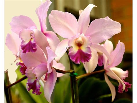 Каттлея - Cattleya. Уход за орхидеей Каттлея.