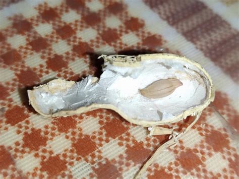 tiny peanut rmildlyinteresting