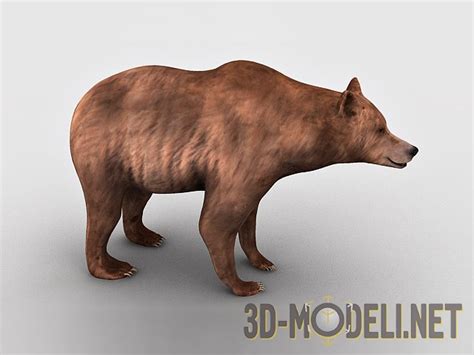 3D модель – Медведь
