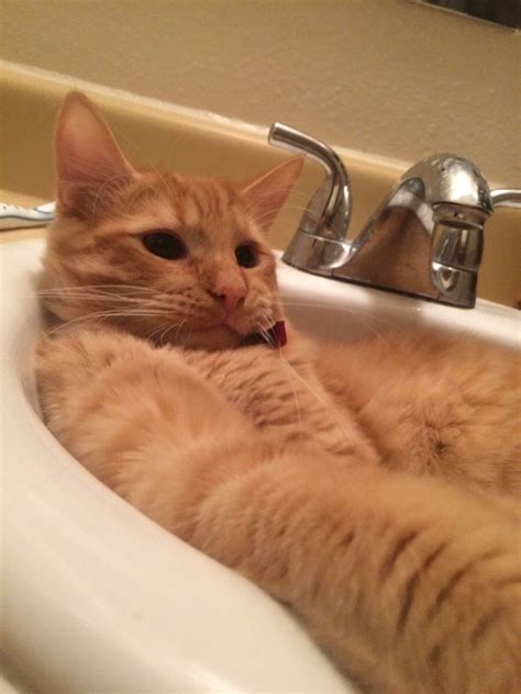 26 Cats Who Are Getting Cozy In The Sink? - The Dodo