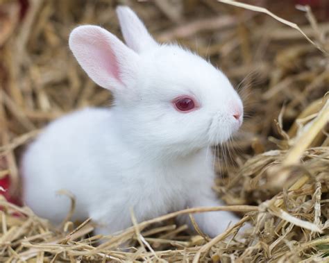 Can Bunnies Move Their Babies at Jaime Gillespie blog