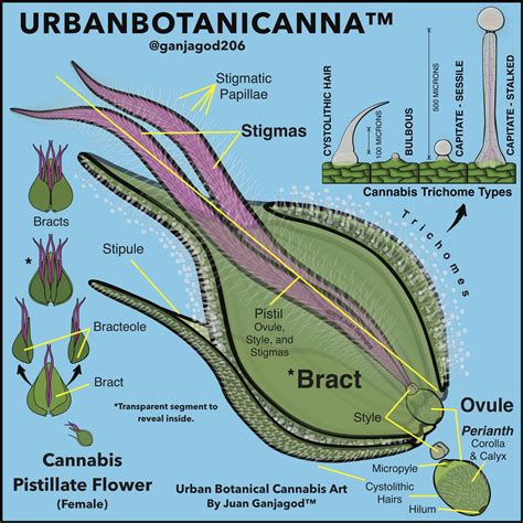 Get to know the cannabis female flower 😎 https://beyondthc.com/the