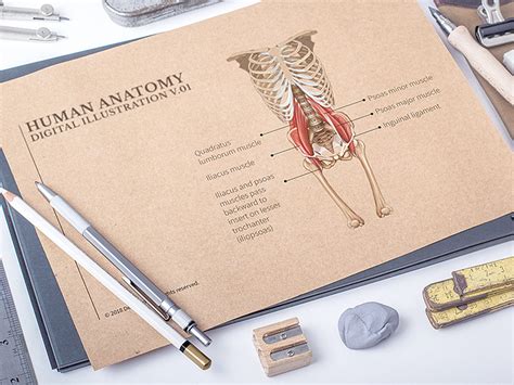 Human Anatomy Digital Illustration by Denis Bors on Dribbble