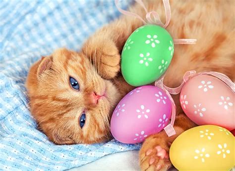 The Easter Bunny Can Visit Your Cat Too! – Cats Meow Cattery