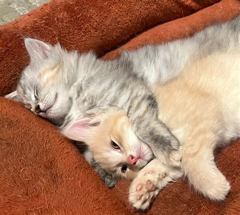 Petite Siberians