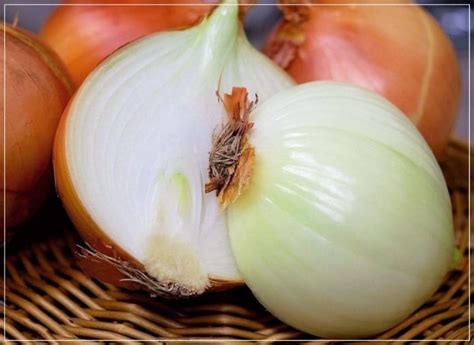 Репчатый лук: польза, применение и 7 народных рецептов