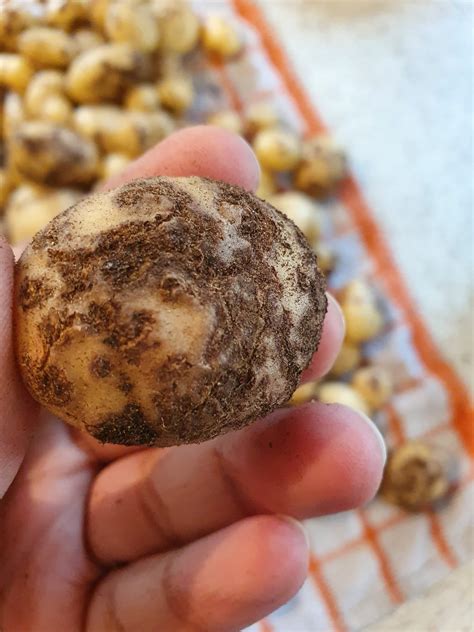 What is wrong with my potatoes?? : r/vegetablegardening