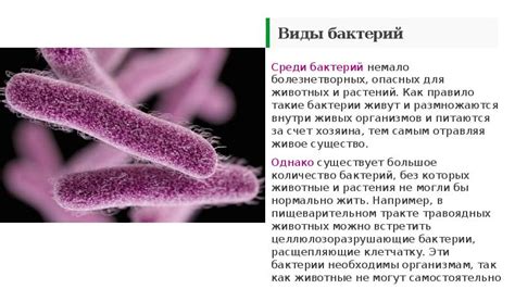 Бактерии полезные для человека