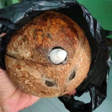 jual batu mustika kelapa batu kentos kelapa batu fosil kota