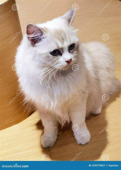 Ragdoll Cat Breed Baby Longhair Ragdolls Cats British Kitty Kitties