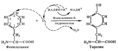 Обмен фенилаланина и тирозина.