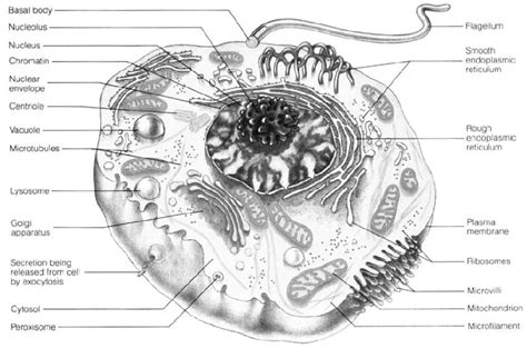 generalized human cell marieb   scientific diagram