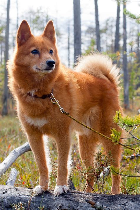 Unusual Dogs