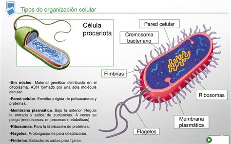 Esquema célula procariota ¡Fotos & Guía 2024!