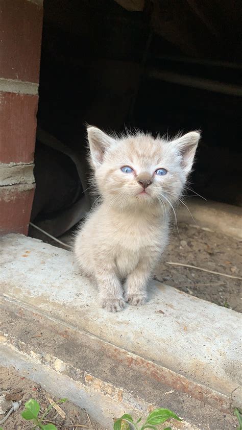 Heard some tiny cries under my house and found this little guy! : r/cats