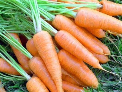 Вкусная жизнь: НЕОБЫЧНЫЙ СПОСОБ ПОСЕВА СЕМЯН МОРКОВКИ
