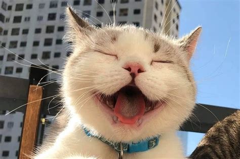 Забавные и милые котейки | Cats, Animals