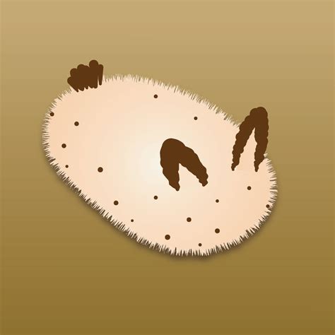 Sea Bunny Slug