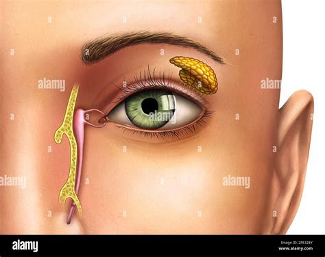 Anatomy drawing showing the functioning of lacrimal glands. Digital illustration Stock Photo - Alamy