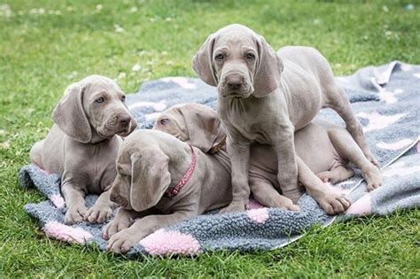 Cute Weimaraner puppies. #puppiescutest | Weimaraner puppies ...