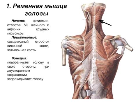 : Мышцы спины презентация, доклад