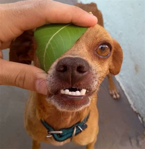 My friends dog looks like Buck from Ice Age. : r/pics