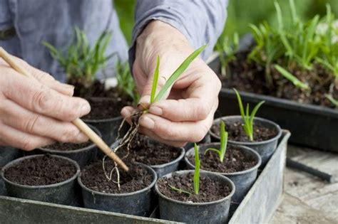 Агапантус – уход в домашних условиях. Выращивание агапантуса, пересадка ...