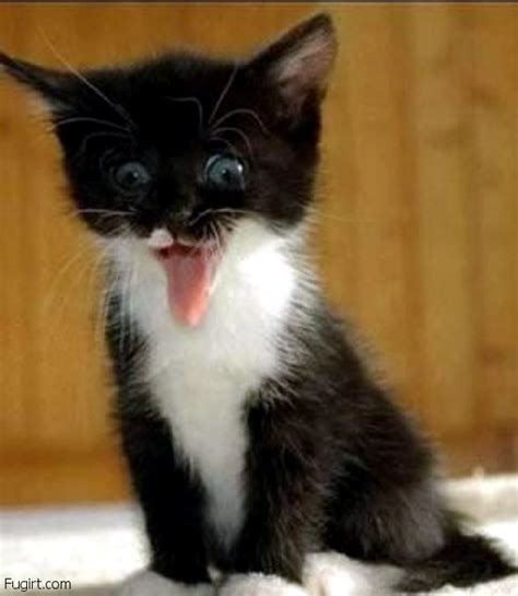 Hilarious and cute kittens pics