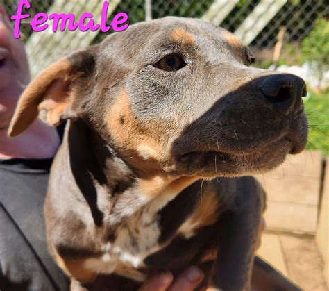 Donations needed for Mt Olive Mississippi dogs : r/National_Pet_Adoption
