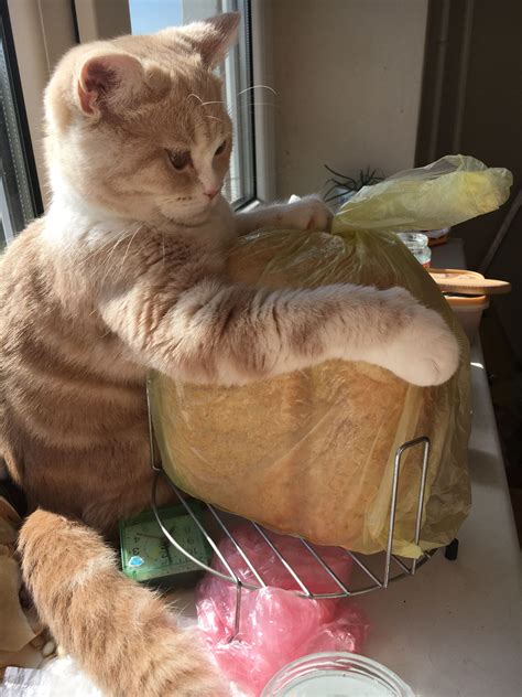 Котик хочет хлеба