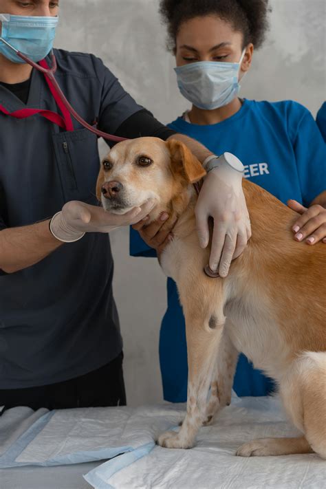 Veterinary Clinic Photos, Download The BEST Free Veterinary Clinic