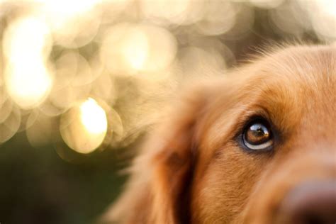 Are dogs color blind? Or is that a myth? | PetsRadar