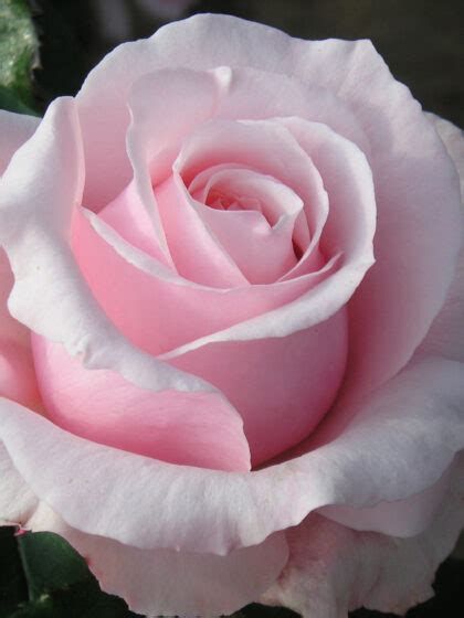 Bride and Groom Rose - Beautiful wedding gifts - English Roses
