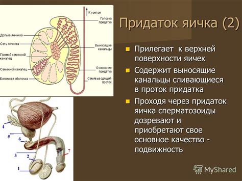 Канальцы выносящие фото