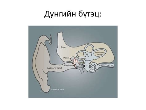 Сонсголын анализаторыг шинжлэх
