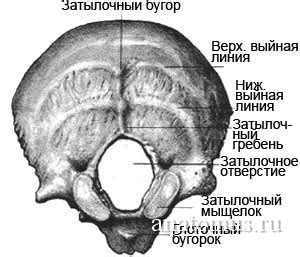 У кого-нибудь есть кость в районе затылка? Не давно обнаружил у себя ...