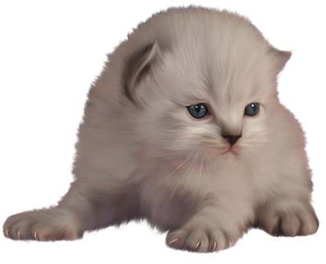 Kitten transparent background 12893829 PNG