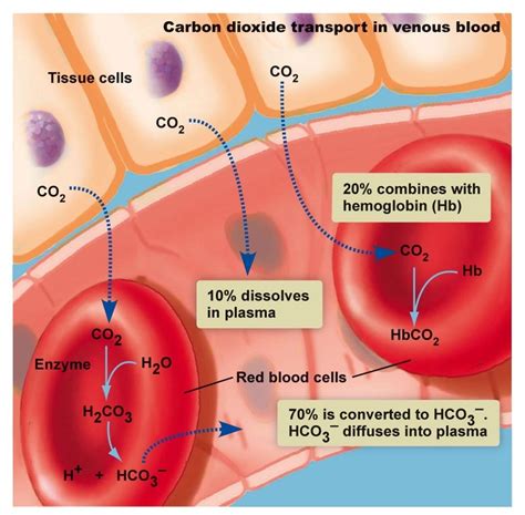 Hemoglobina Venosa Onde Se Concentra O Co2 - Co2 Transport in venous blood Diagram | Quizlet