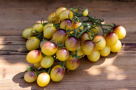 ИНДИГО КУМКВАТ (INDIGO KUMQUAT, США) — BTomate