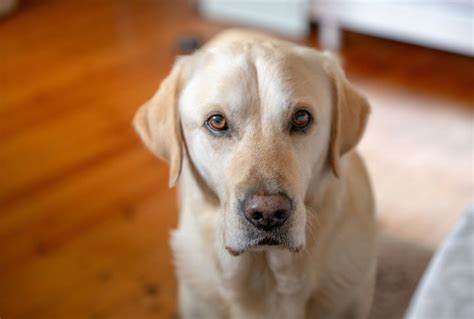 15 Most Sensitive Dog Breeds - Dog Breed Pro