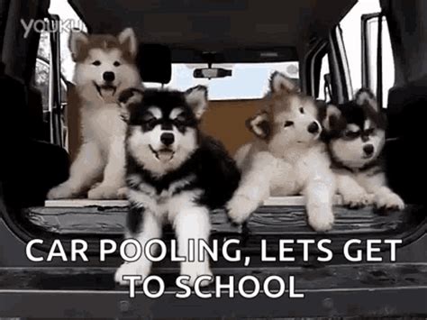 Huskies Puppy GIF - Huskies Puppy CuteHuskyPuppy - Discover & Share GIFs