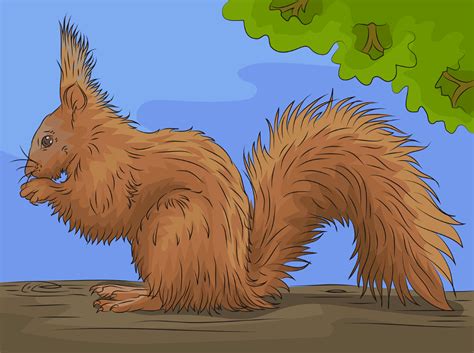 Red squirrel - Free Stock Illustrations | Creazilla