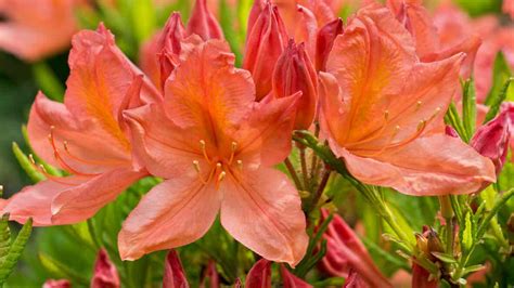 Types of azaleas and their care