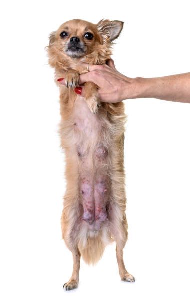 how to milk a dog with mastitis